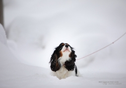 Doggy-3
