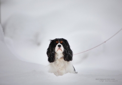 Doggy-4