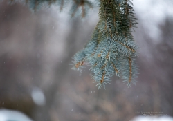 Winter Bokeh-2