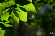 Sony Samples-4