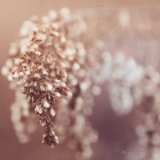 Â© 2015 Thousand Word Images by Dustin Abbott

Some lenses just have the ability to make everything look better.  You can point it at common things and get uncommon results.  I've quickly found that to be the case with the new Canon 35mm f/1.4L II USM.   This is Zeiss Otus-like image quality, and as I compare this new lens with the Sigma 35mm f/1.4 ART, it is quickly making me a believer despite its stiff price tag.  Watch for my review in early 2016.

Technical Information: Canon EOS 6D, Canon EF 35mm f/1.4L II USM, Processed in Adobe Lightroom CC, Photoshop CC, and Alien Skin Exposure X (use code "dustinabbott" to get 10% off) 

Want to know more about me or make contact?  Take a look at my website and find a lot of ways to connect and view my work.