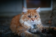 The Requisite Cat Picture (Canon 35L II)