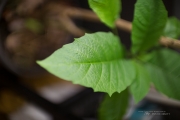 Canon 50mm 1L Samples-4