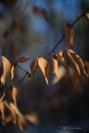 New Canon 50mm f1_0 samples-10