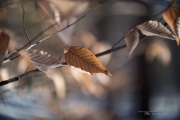 New Canon 50mm f1_0 samples-11