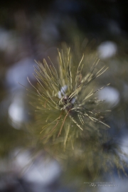 New Canon 50mm f1_0 samples-6