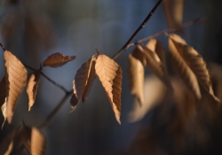 New Canon 50mm f1_0 samples-10