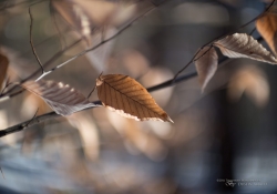New Canon 50mm f1_0 samples-11