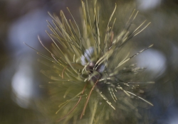 New Canon 50mm f1_0 samples-6