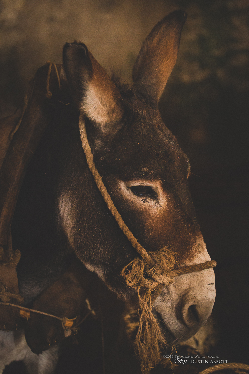 The Donkey of Bethlehem