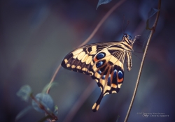 Old World Swallowtail
