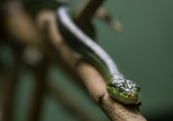 Slither