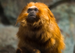 Golden Lion Tamarin