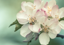 Blossoming