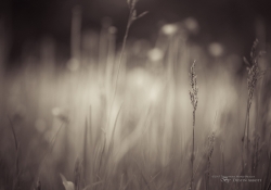 Where the Long Grass Blows