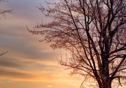 Winter's Splendor #2 - The Tree