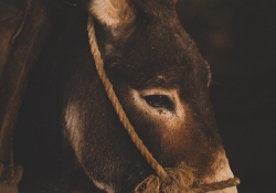 The Donkey of Bethlehem
