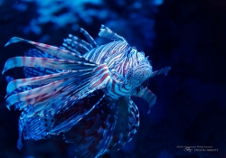 Lionfish