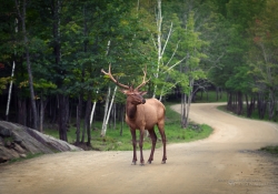 My Road, My Way