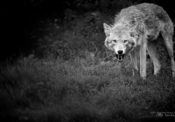 Come Close, I Won't Bite
