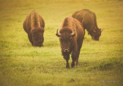 Where the Buffalo Roam