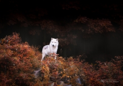 Lone Wolf