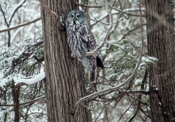The Grey Owl
