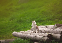 Arctic Fox Kit