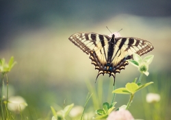 Take Flight