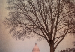 Capital Dreams