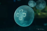 Aquarium-11
