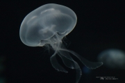 Aquarium-12