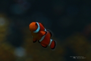 Aquarium-3