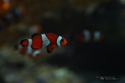 Aquarium-4