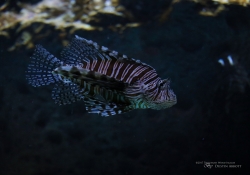 Aquarium-2