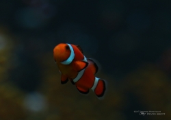 Aquarium-3