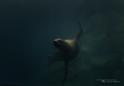 Aquarium-8