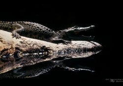 Gator