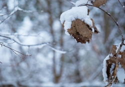 Winter Hike Photos-7