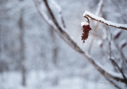 Winter Hike Photos-8