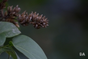 Canon 100-400LII-2