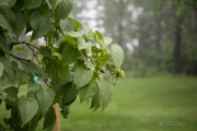 Raindrops Keep Falling-11