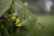 Raindrops Keep Falling-12