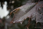 Raindrops Keep Falling-14