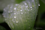 Raindrops Keep Falling-15