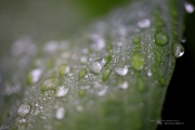 Raindrops Keep Falling-16