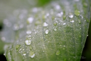 Raindrops Keep Falling-17