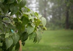Raindrops Keep Falling-11
