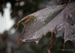 Raindrops Keep Falling-14