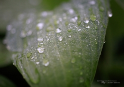 Raindrops Keep Falling-15